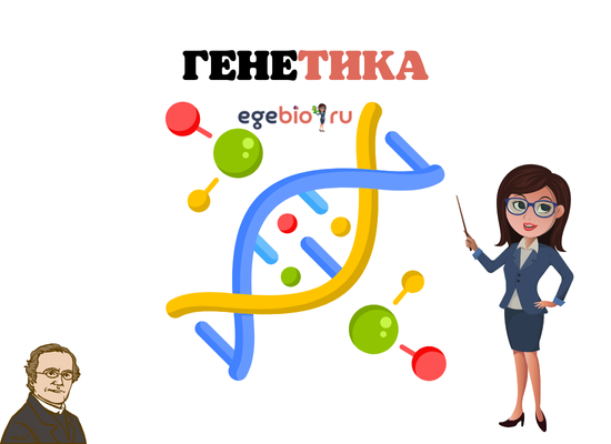 БЛОК 3. ГЕНЕТИКА