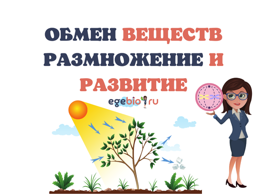 БЛОК 2. МЕТАБОЛИЗМ. РАЗМНОЖЕНИЕ И РАЗВИТИЕ